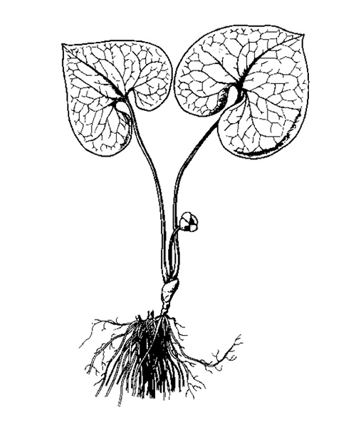 Natural compounds from  Asarum heterotropoides